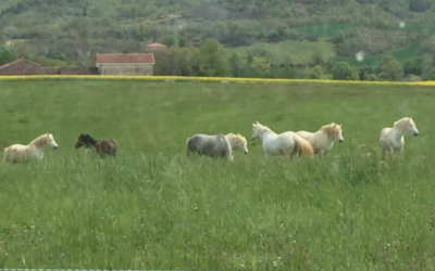 le bonheur est dans le pré!!